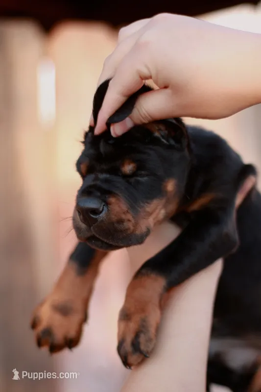 Defender di Vivarium