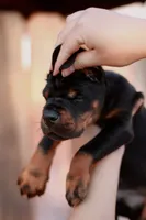 Defender di Vivarium, a male Doberman Pinscher for sale in Cedar City, UT – Photo 1 of 10