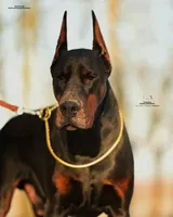 processed/1e35e5e5-1123-4cce-b28a-fb297c440c1d/listing/3ded325d-7e56-4a3d-a81e-1f1ad34b25c6/f83556d1-8528-47ba-bd31-366e00cee182