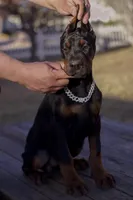 processed/1e35e5e5-1123-4cce-b28a-fb297c440c1d/listing/6e33b0c9-8f6f-45cf-b64a-e43a9175999a/bd988322-7a8c-4b03-938a-4369f7962b2a