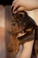 Ducatti di Vivarium, a male Doberman Pinscher for sale in Cedar City, UT – Photo 1 of 10