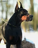 Ducatti di Vivarium, a male Doberman Pinscher for sale in Cedar City, UT – Photo 4 of 10