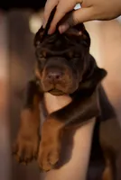 Ducatti di Vivarium, a male Doberman Pinscher for sale in Cedar City, UT – Photo 2 of 10