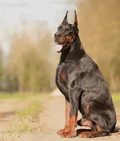 Ducatti di Vivarium, a male Doberman Pinscher for sale in Cedar City, UT – Photo 6 of 10