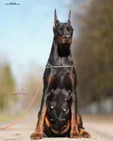 Ducatti di Vivarium, a male Doberman Pinscher for sale in Cedar City, UT – Photo 5 of 10