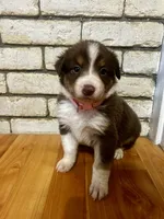Maple, a female Australian Shepherd for sale in Woonsocket, RI – 2 of 4