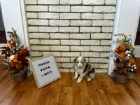 Phantom, a male Australian Shepherd for sale in Woonsocket, RI – 4 of 4