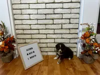 Acorn , a male Australian Shepherd for sale in Woonsocket, RI – 5 of 6