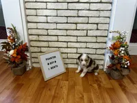 Phantom, a male Australian Shepherd for sale in Woonsocket, RI – 2 of 4