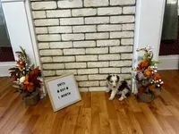 Onyx, a male Australian Shepherd for sale in Woonsocket, RI – 3 of 3