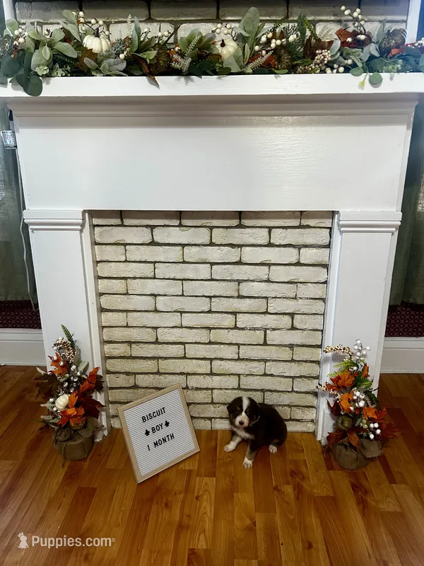 Biscuit  – Australian Shepherd puppy for sale in Woonsocket, RI