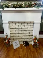 Acorn , a male Australian Shepherd for sale in Woonsocket, RI – 1 of 6