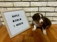 Maple, a female Australian Shepherd for sale in Woonsocket, RI – 3 of 4
