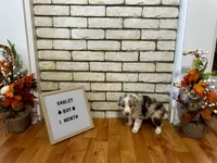 Oakley, a male Australian Shepherd for sale in Woonsocket, RI – 2 of 2