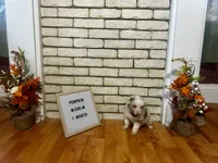 Pumpkin, a female Australian Shepherd for sale in Woonsocket, RI – 4 of 4