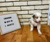 Crimson, a male Australian Shepherd for sale in Woonsocket, RI – 2 of 2