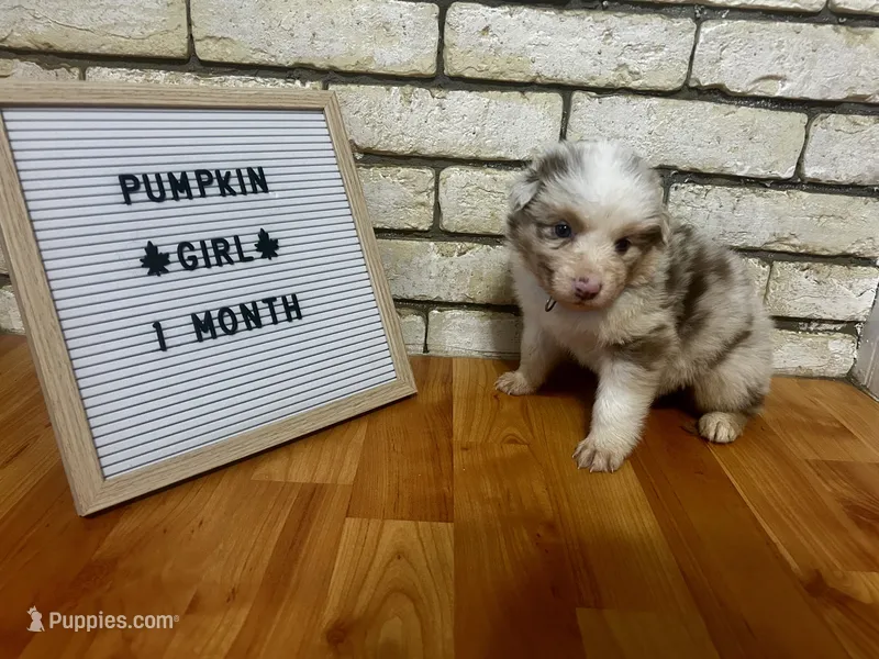 Pumpkin – Australian Shepherd puppy for sale in Woonsocket, RI