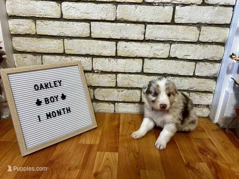 Oakley – Australian Shepherd puppy for sale in Woonsocket, RI