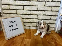 Oakley, a male Australian Shepherd for sale in Woonsocket, RI – 1 of 2