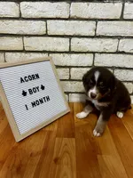 Acorn , a male Australian Shepherd for sale in Woonsocket, RI – 2 of 6