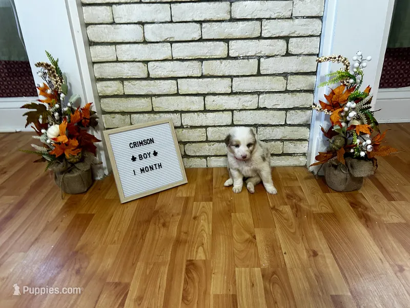 Crimson – Australian Shepherd puppy for sale in Woonsocket, RI