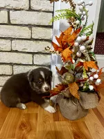 Acorn , a male Australian Shepherd for sale in Woonsocket, RI – 3 of 6