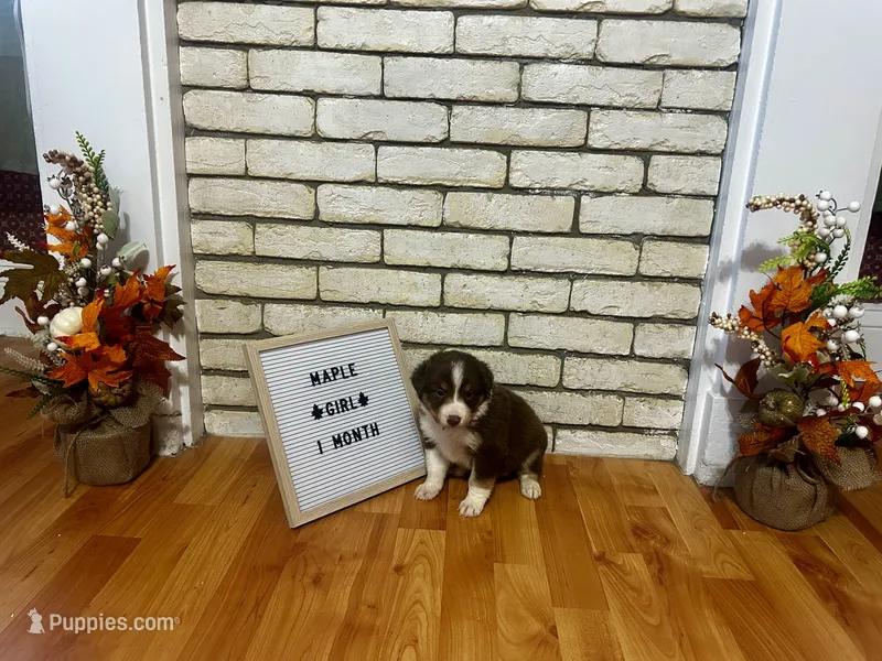 Maple – Australian Shepherd puppy for sale in Woonsocket, RI