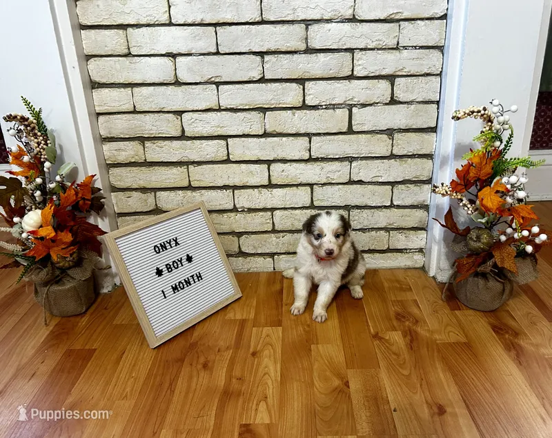 Onyx – Australian Shepherd puppy for sale in Woonsocket, RI