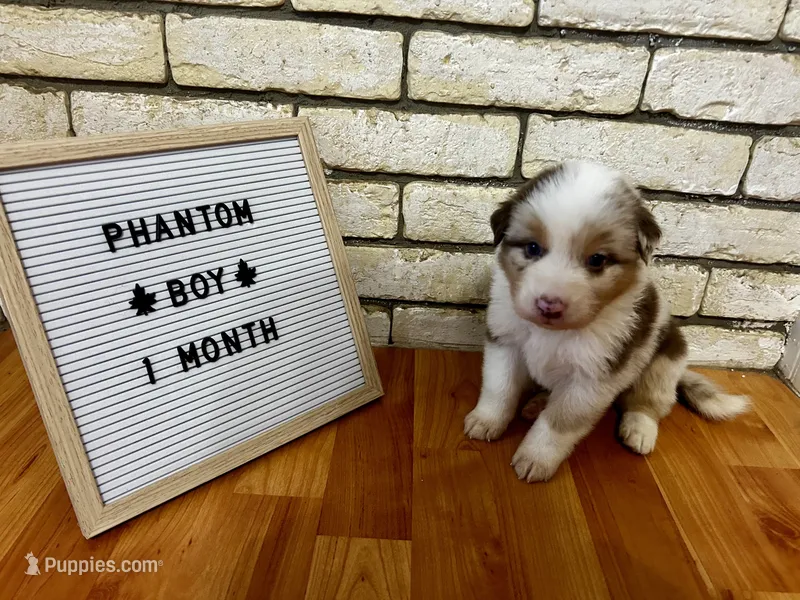 Phantom – Australian Shepherd puppy for sale in Woonsocket, RI