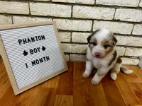 Phantom, a male Australian Shepherd for sale in Woonsocket, RI – 1 of 4