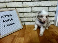 Pumpkin, a female Australian Shepherd for sale in Woonsocket, RI – 2 of 4