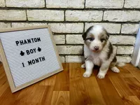 Phantom, a male Australian Shepherd for sale in Woonsocket, RI – 3 of 4