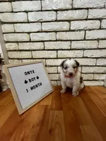 Onyx, a male Australian Shepherd for sale in Woonsocket, RI – 2 of 3