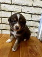 Acorn , a male Australian Shepherd for sale in Woonsocket, RI – 4 of 6