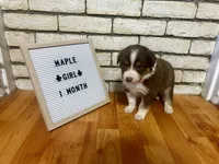 Maple, a female Australian Shepherd for sale in Woonsocket, RI – 4 of 4