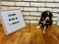 Acorn , a male Australian Shepherd for sale in Woonsocket, RI – 6 of 6