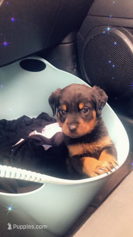 Boy puppy  – Rottweiler puppy for sale in Richmond, TX