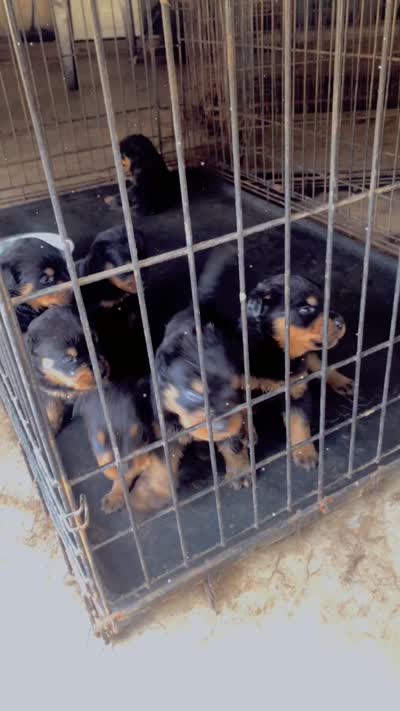 Boy pup , a male Rottweiler for sale in Richmond, TX – 2 of 2