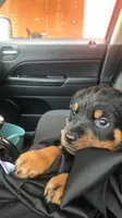 Boy puppy , a male Rottweiler for sale in Richmond, TX – 3 of 3