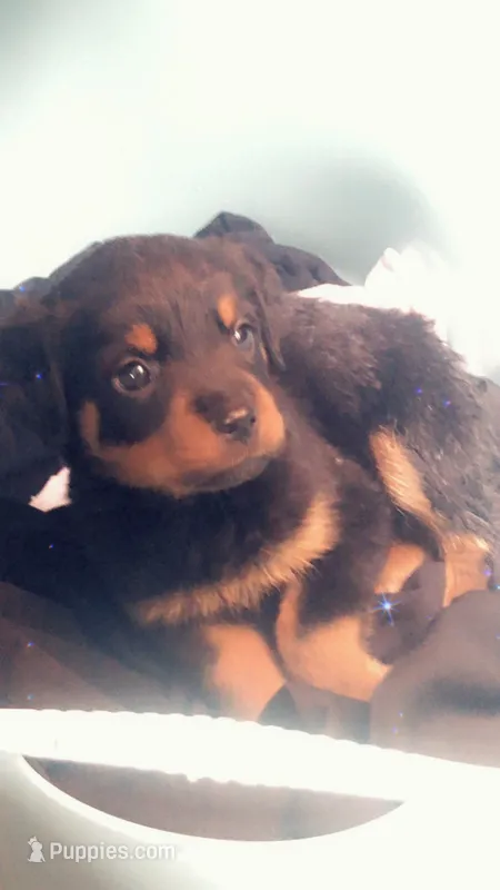 Girl pup  – Rottweiler puppy for sale in Richmond, TX
