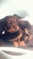 Girl pup , a female Rottweiler for sale in Richmond, TX – 1 of 3
