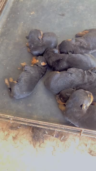 Boy pup , a male Rottweiler for sale in Richmond, TX – 1 of 2