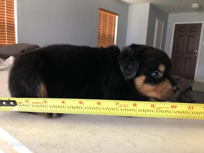 Boy pup  – Rottweiler puppy for sale in Richmond, TX