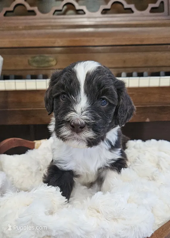 Bartholomew  – Portuguese Water Dog puppy for sale in Claypool, IN