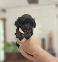 Dottie, a female Portuguese Water Dog for sale in Claypool, IN – 2 of 5