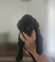 Drake, a male Portuguese Water Dog for sale in Claypool, IN – 7 of 9