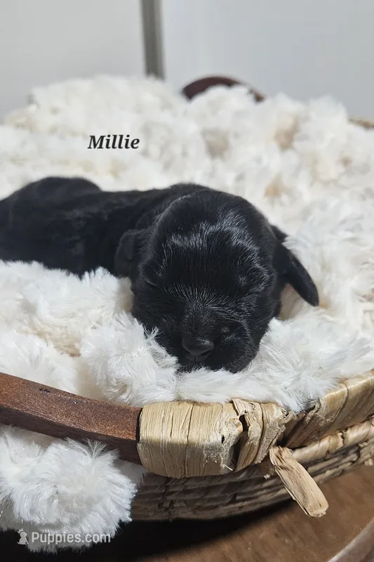Millicent – Portuguese Water Dog puppy for sale in Claypool, IN