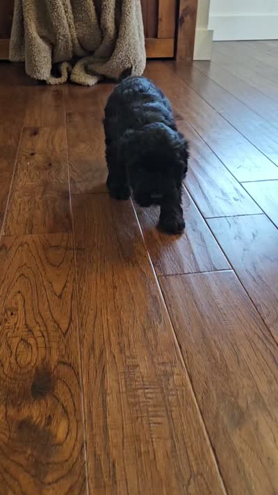 Rio, a female Portuguese Water Dog for sale in Claypool, IN – 4 of 6