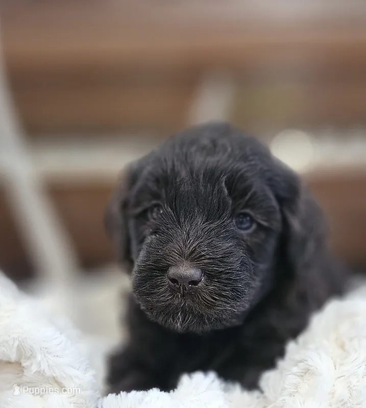 Drake – Portuguese Water Dog puppy for sale in Claypool, IN