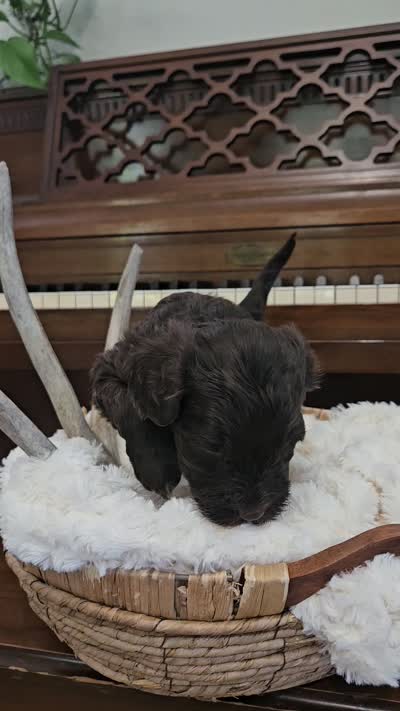 Rosco, a male Portuguese Water Dog for sale in Claypool, IN – 10 of 10